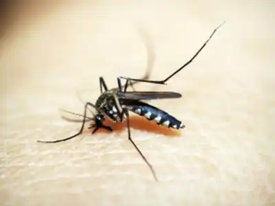 Mosquito bites disrupt peaceful sleep for Hyderabad residents