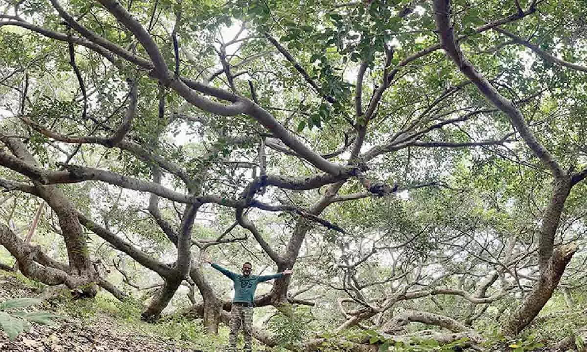 Nature lover on a mission to document old trees