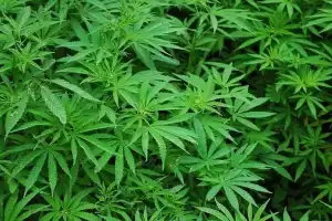 Police arrest gang, seize ganja worth Rs 18 lakh