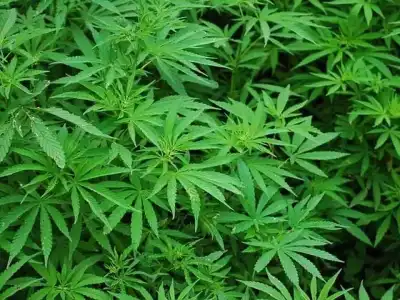 Police arrest gang, seize ganja worth Rs 18 lakh