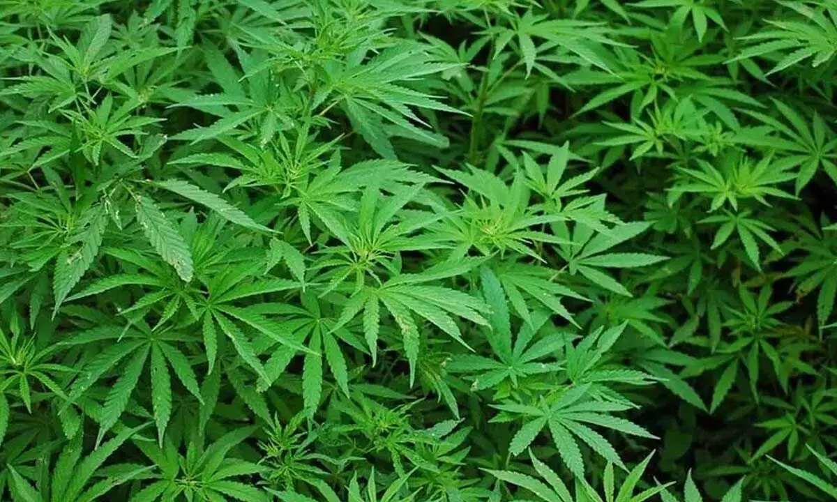 Police arrest gang, seize ganja worth Rs 18 lakh