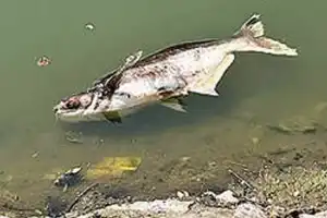 Public Garden Lake struggles to survive after years of neglect