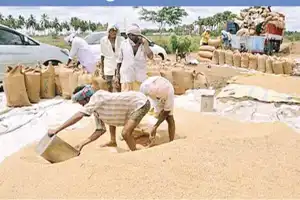 TG achieves record high in fine rice buying