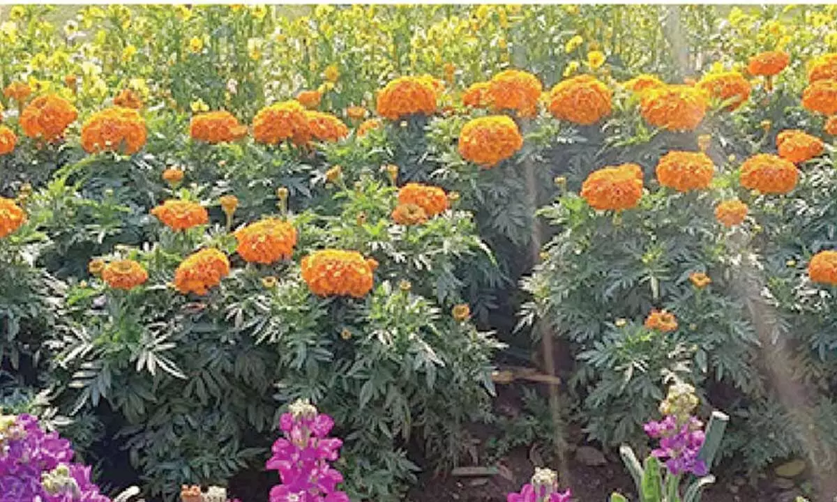 Udyan Utsav to begin on January 2 at RP Nilayam