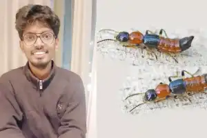 Use LED lights to address pest problems in hostels