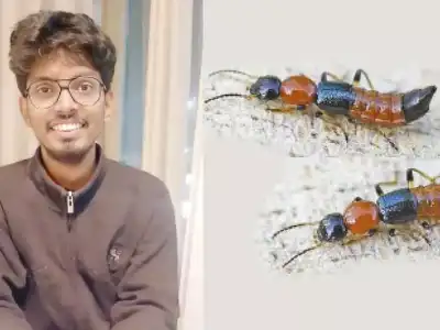 Use LED lights to address pest problems in hostels