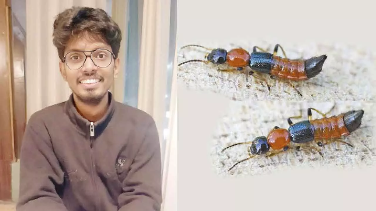 Use LED lights to address pest problems in hostels