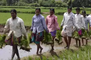 Cabinet set to review land limit and eligibility rules tomorrow
