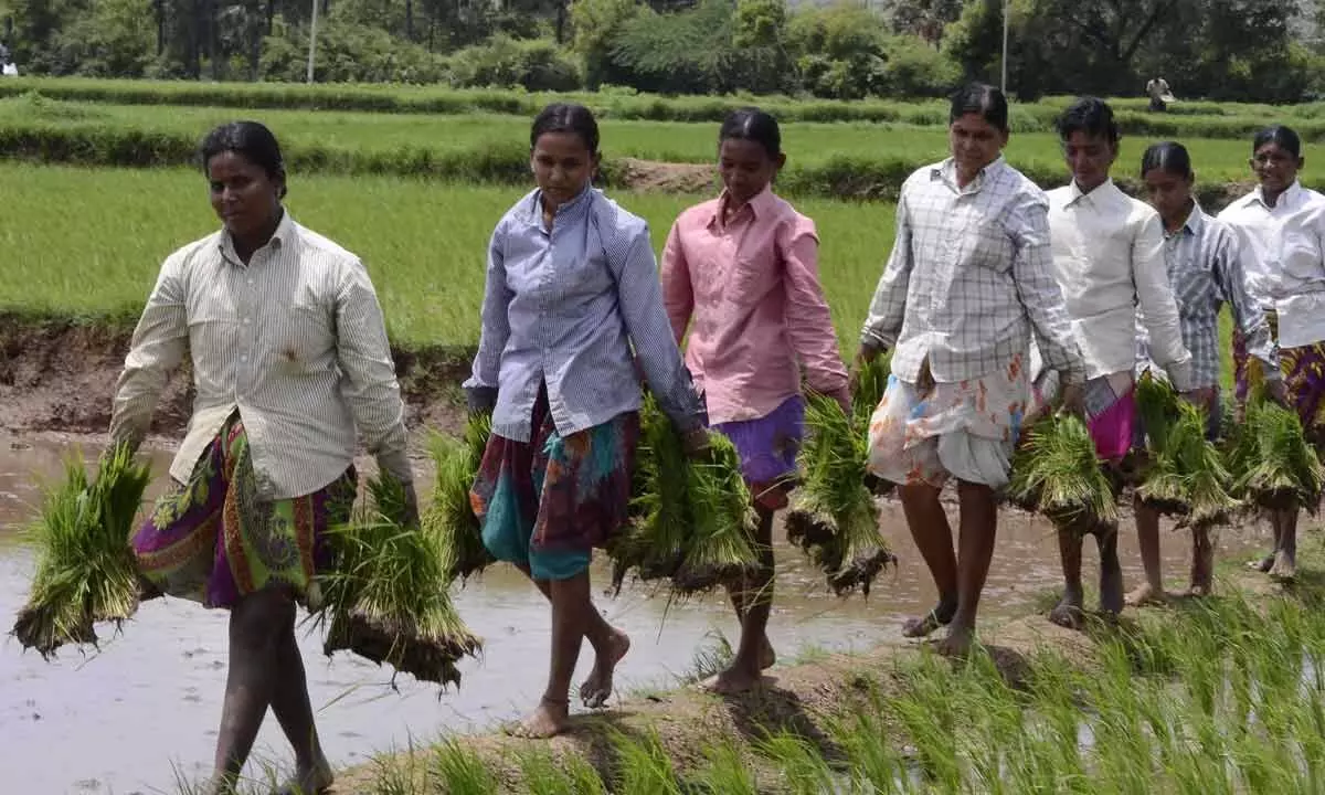 Cabinet set to review land limit and eligibility rules tomorrow