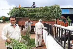 Cow care for social and spiritual change