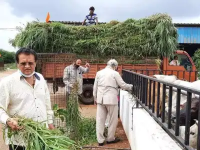 Cow care for social and spiritual change