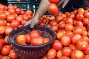 Farmers Burn Tomato Crops as Prices Drop in Medak