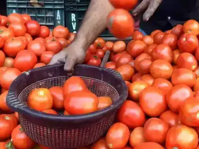 Farmers Burn Tomato Crops as Prices Drop in Medak