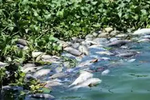 Farmers face hardship as Jurala water is unlawfully redirected to fish ponds