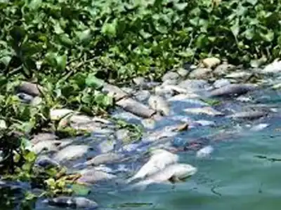Farmers face hardship as Jurala water is unlawfully redirected to fish ponds