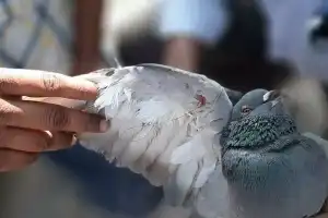 GHSPCA volunteers help save birds hurt by Chinese manja