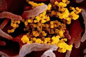 Health department closely watching new virus outbreak in China