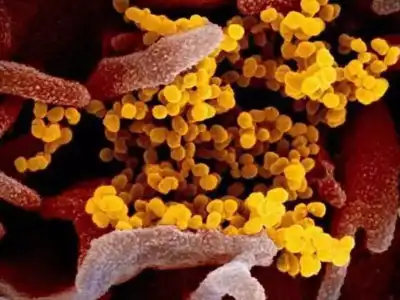Health department closely watching new virus outbreak in China
