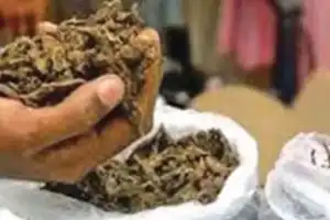 Huge Ganja Bust in Zaheerabad: Four Held, 110 Kg Valued at ₹30 Lakh Confiscated