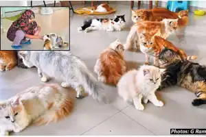 Hyderabad leads the way with new cat therapy trend
