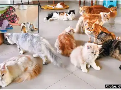 Hyderabad leads the way with new cat therapy trend