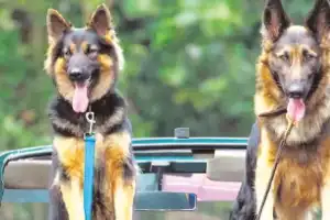 Hyderabad Startup Designs Personalized Dog Spaces with Barkitecture