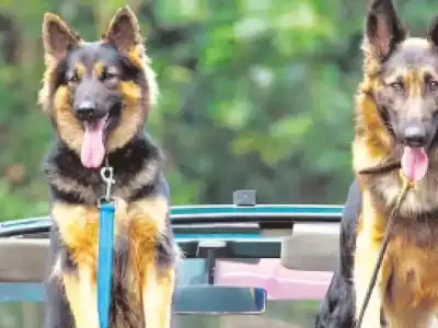 Hyderabad Startup Designs Personalized Dog Spaces with Barkitecture