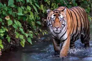 Komaram Bheem: Forest Officials Capture Tiger That Troubled Villages