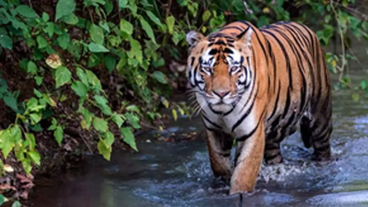 Komaram Bheem: Forest Officials Capture Tiger That Troubled Villages