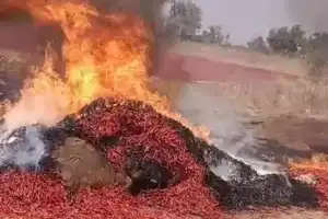 Miscreants Torch Farmer’s Chilli Bags, Destroying 10 Quintals