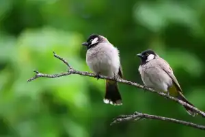 Protect Birds This Sankranti: Avoid Harmful Kite Strings