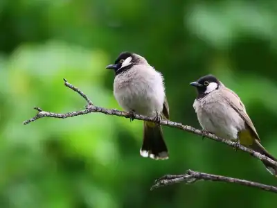 Protect Birds This Sankranti: Avoid Harmful Kite Strings