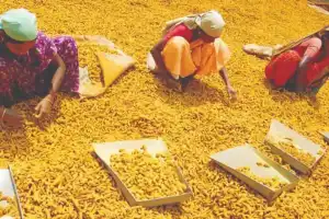 Turmeric Board Launches in Nizamabad to Support Farmers