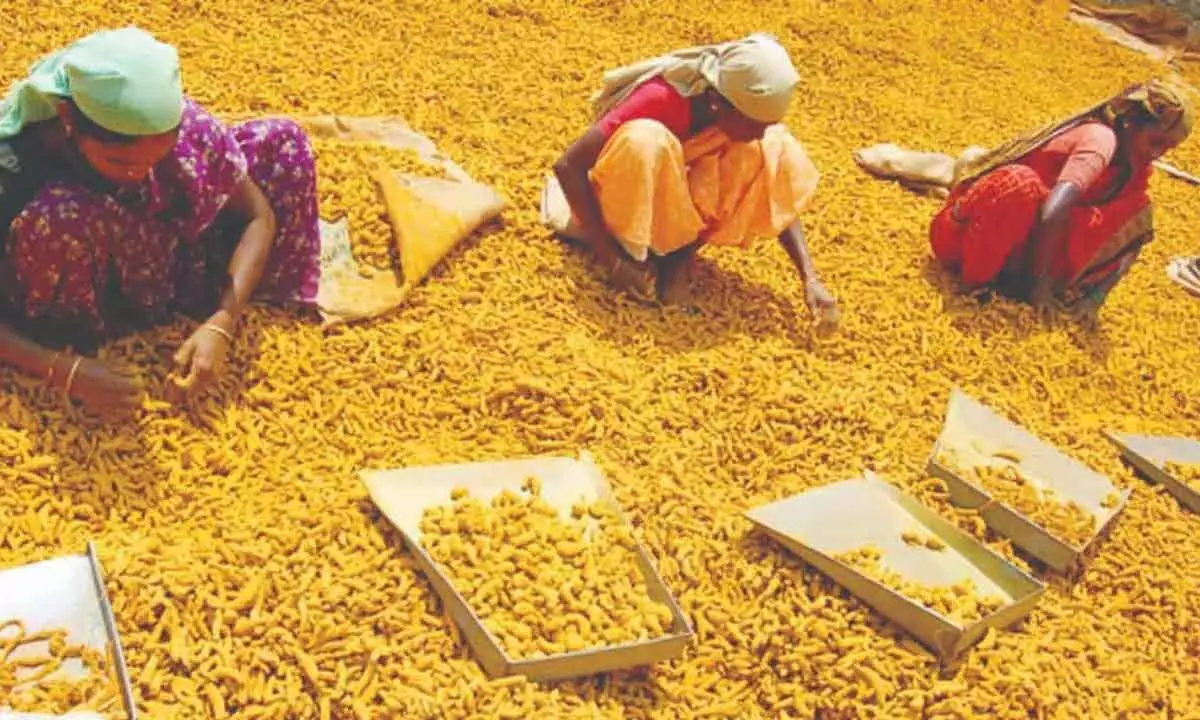 Turmeric Board Launches in Nizamabad to Support Farmers
