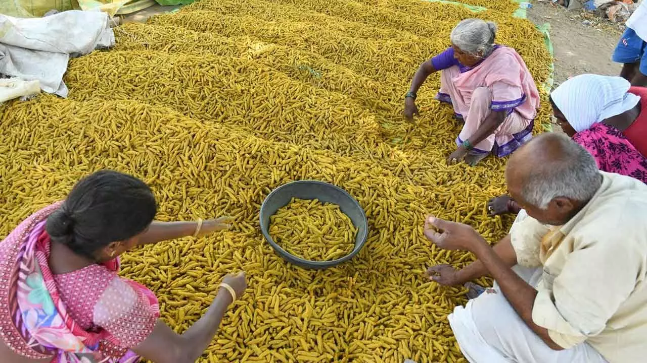 Turmeric Farmers Set for Better Future with New Turmeric Board