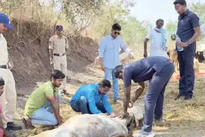 Authorities confiscate 100 cattle