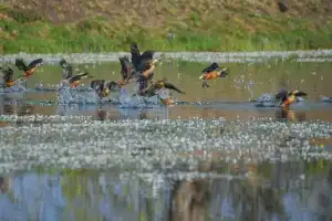 Bird walk and nature trail event organized