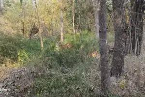 Female Tiger Sighted by Safari Tourists in Nallamala