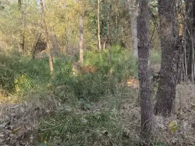 Female Tiger Sighted by Safari Tourists in Nallamala