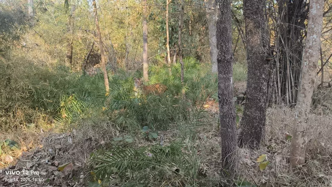 Female Tiger Sighted by Safari Tourists in Nallamala