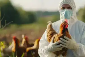Has bird flu reached the state?