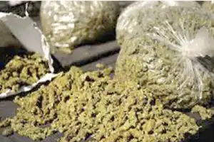 Interstate drug network exposed, 300 kg of ganja seized