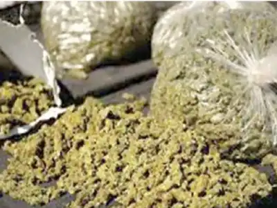 Interstate drug network exposed, 300 kg of ganja seized