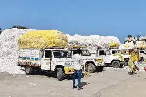 Major flaws uncovered in cotton procurement