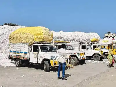 Major flaws uncovered in cotton procurement