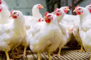 Properly cooked chicken is safe to eat