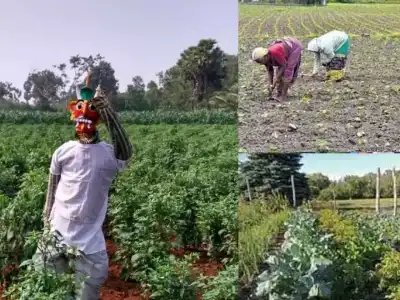 Revival of Organic Farming in Telangana Promotes Sustainable Practices