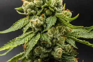 RGI Airport police arrest four for ganja sale