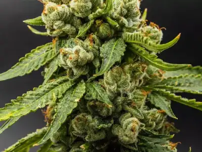 RGI Airport police arrest four for ganja sale