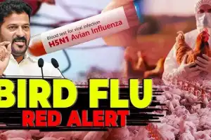 Telangana Government on High Alert for Bird Flu, Sets Up 24 Checkposts
